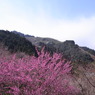 紅梅と賀名生の空