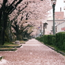 cherry blossoms carpet