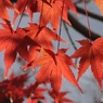 紅葉の名所に行った