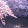 湖面に舞う桜