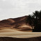 砂砂漠