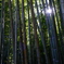 竹撮物語