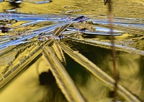 金銀の詰まる池