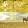 奈良の秋（再掲）