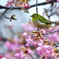 河津桜に