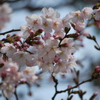 三ノ宮の桜