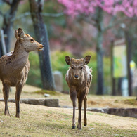 春の訪れ