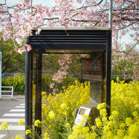 桜と菜の花と公衆電話ボックス