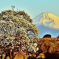 春の情景 ～2023～