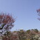 大阪城公園　梅林