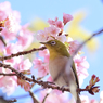 「満開の大寒桜とメジロ」-4