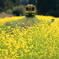 菜の花といすみ鉄道