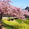 河津桜の咲いた街