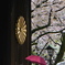 靖国神社の桜②