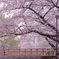 橋の上の桜