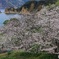 海の見える桜公園で