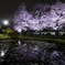 花筏と夜桜リフレクション