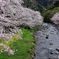 那賀川の春