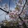 晴天の日と桜