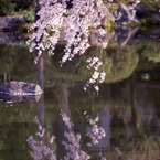 平安神宮の桜