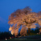 富士を彩る夜桜