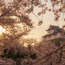 夕陽と鶴山公園