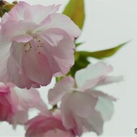汐入八重桜牡丹桜～ⅳ