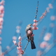 快晴の綾部市梅林公園３