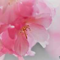 昨年の牡丹桜