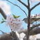 「桜に鶯-2」