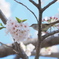 「桜に鶯-3」