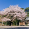 立派な桜が咲いている神社