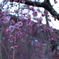 海津大崎の桜その2
