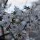 海津大崎の桜その5