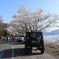 海津大崎の桜その6