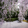 妙心寺 退蔵院① 桜