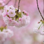 汐入八重桜 一葉～ⅱ