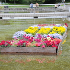 水面に浮かぶお花