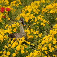 お花畑のカルガモ