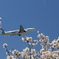 飛行機と桜