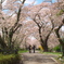 笹原川千本桜～散策