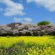 桜菜の花雲