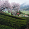 茶畑の桜