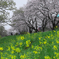 茨城県つくばみらい 福岡堰の桜