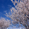 守谷市大野川の春めき桜