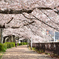 紫川2022　4月-2　桜の小径