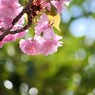 汐入八重桜  関山