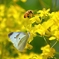 人気の菜の花食堂