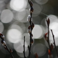 Bokeh Gallery