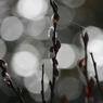Calling for spring　-Leaf buds with bokeh